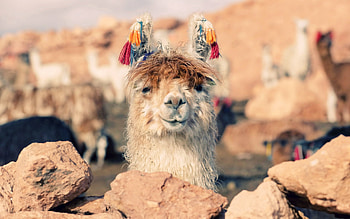 Animals, Stones, Muzzle, Nose, Llama, Lama HD wallpaper