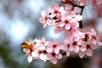 Tree branch, cherry tree, blossom, flowers, spring HD wallpaper