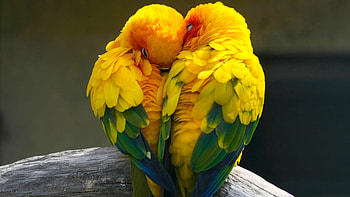 Lovebirds, Birds love, Colorful yellow HD wallpaper