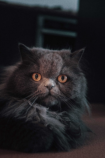Curious cat, feline, yellow eyes, fluffy animal HD phone wallpaper