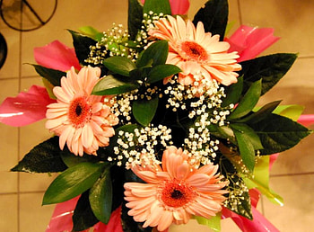 Flowers, Leaves, Gerberas, Registration, Typography, Gypsophilus, Gipsophile, Packaging HD wallpaper