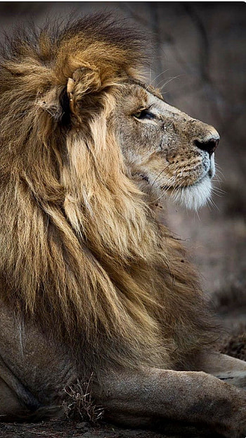 Lion, Animal HD phone wallpaper