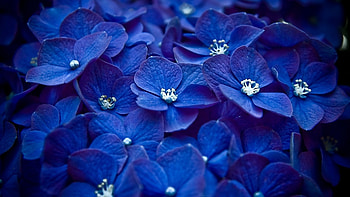 Hydrangea Blue Flower, flowers, blue HD wallpaper