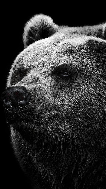 Full Black, Grey Bear HD phone wallpaper