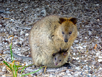quokka , High-resolution , Quokka beauty, backgrounds HD wallpaper