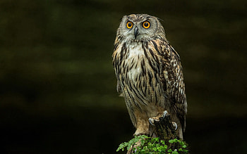 Animals, Feather, Bird, Sit, Predator, Color, Hunter HD wallpaper