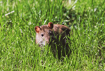 Animals, Grass, Wildlife, Mouse, Rodent HD wallpaper