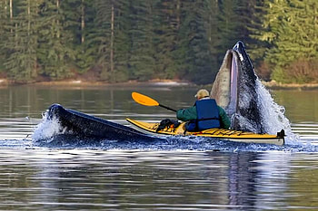 Hungry-Whale, cool HD wallpaper