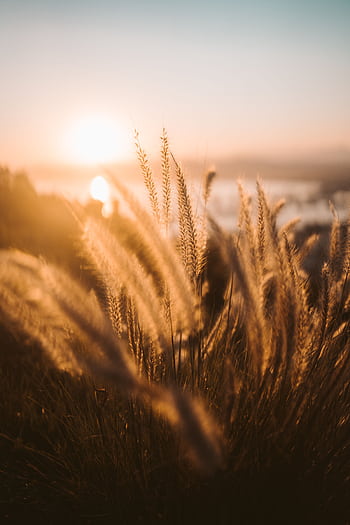 Sunrise over a wheat field with golden light and serene countryside view. HD phone wallpaper
