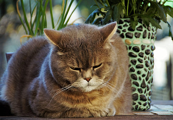 Big, fat cat HD wallpaper