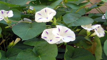 Morning Glories, vines, climbing, nature, flowers, morning glory HD wallpaper