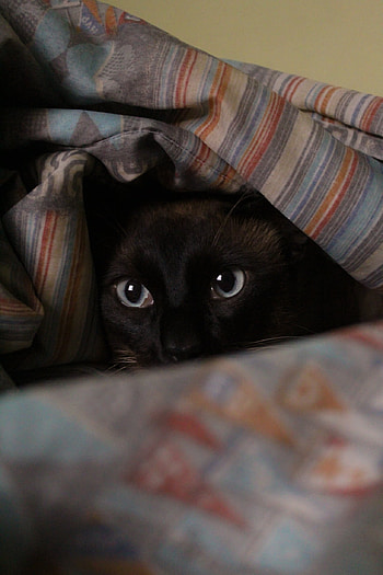 Gato, pets, whiskers, cats, cat, black, animals, cute, grey HD phone wallpaper