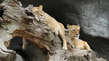 Lioness, High-resolution , Ultra , perfection HD wallpaper