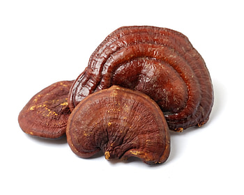 Reishi Mushroom, Health benefits, Side effects HD wallpaper