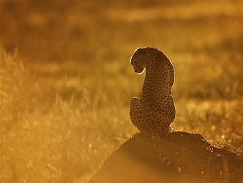 Animals, Sunset, Grass, Cheetah, Rock, Shine, Light, Sit, Stone HD wallpaper