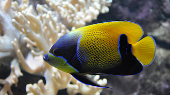 Angelfish beauty, Aquatic animals, Colourful fins, Underwater wonder HD wallpaper