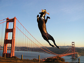 :D, fantasy, bridge, funny, water, jump, animal, toy, dog, cow, vaca HD wallpaper