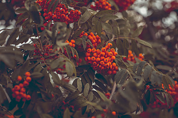 Nature, Autumn, Berries, Branches, Rowan HD wallpaper