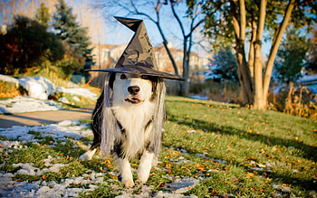 Animals, Grass, Snow, Dog, Muzzle, Hat, Attire, Outfit HD wallpaper
