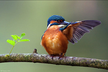 He went that away....., animal, branch, perch, wing, bird, leaf HD wallpaper
