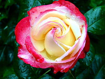 Vibrant red and white rose with dew drops on petals and leaves. HD wallpaper