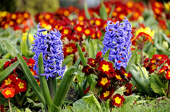 Flowers, Close-Up, Flower Bed, Flowerbed, Spring, Primrose, Hyacinths HD wallpaper