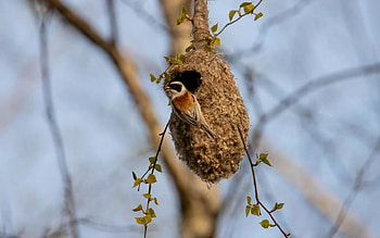 Bird on Nest, Latvia, bird, nest, tree HD wallpaper