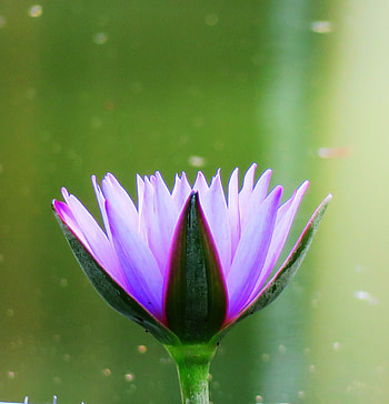 Bud, flower, water lily, bloom HD phone wallpaper