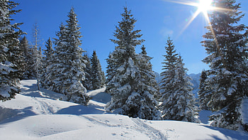 A Sunny Winter Day, forest, trees, landscape, sky, sun HD wallpaper
