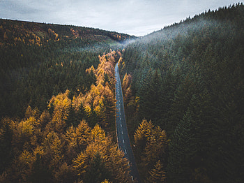 Nature, Trees, Autumn, Road, Markup, Forest HD wallpaper
