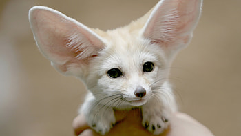 Close-up, Fennec Fox HD wallpaper