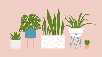 Stylish Indoor Houseplants Collection, houseplant, artistic, plant, home decor, illustration HD wallpaper