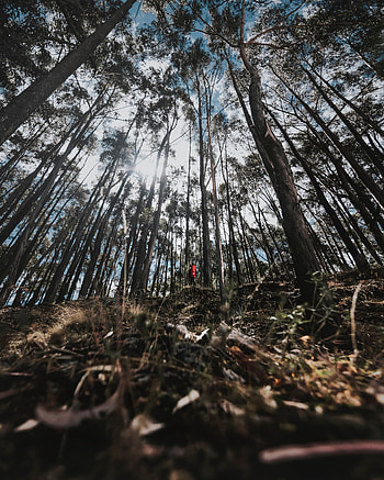 Nature, Trees, Privacy, Seclusion, Forest, Loneliness HD phone wallpaper