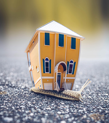 Animals, House, Snail, hop HD phone wallpaper