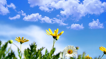 Plants, Flowers HD wallpaper