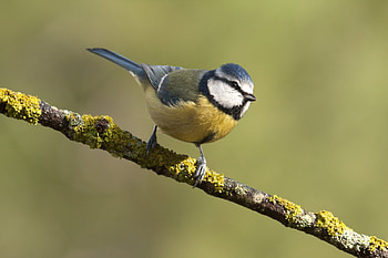 Blue Tit, pasari, bird, one, nature, pitigoi HD wallpaper