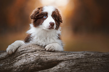 Puppy, australian shepherd, dog, white, brown, cute, paw, caine HD wallpaper