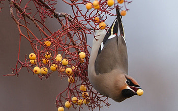 Animals, Food, Berries, Bird, Branch HD wallpaper