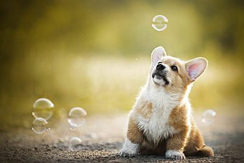 Bubbles, Corgis HD wallpaper