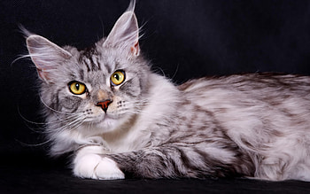 Maine coon silver, animal, kitten, cat, breed, maine coon HD wallpaper