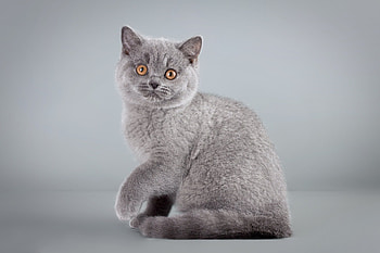 Cat, kitten, animal, kitty HD wallpaper