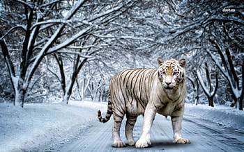 Snow Tiger, winter, digital, art, cat, predator HD wallpaper