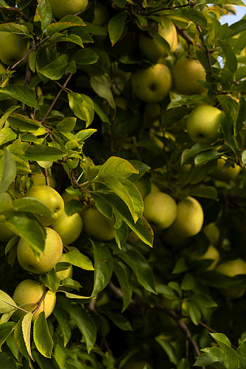 Nature, Fruits, Leaves, Apples, Branches HD phone wallpaper