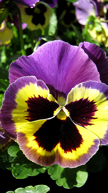 Pansy, Yellow Adorable Flower HD phone wallpaper