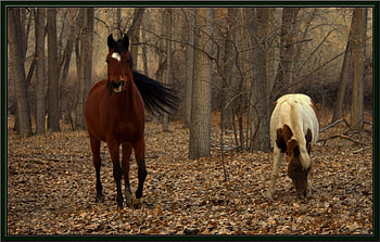 Horses Alone in the Forest, fog, horse, leaves, forest, loneliness HD wallpaper