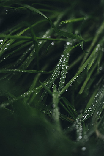 Leaves, Drops, Macro, Dew HD phone wallpaper