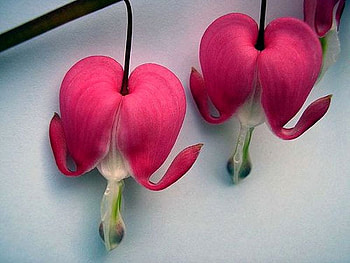 Bleeding-Hearts, bleeding, , hearts, beautiful, flowers HD wallpaper
