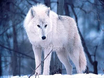 White Wolf, animal, other, dogs, nature, wolf HD wallpaper