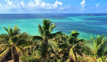 Florida, ocean, palm trees, beach HD wallpaper