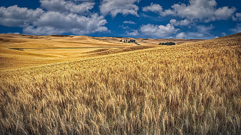 Wheat Fields, Wheat, Nature, grass, Fields HD wallpaper